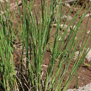 Lens Sedge