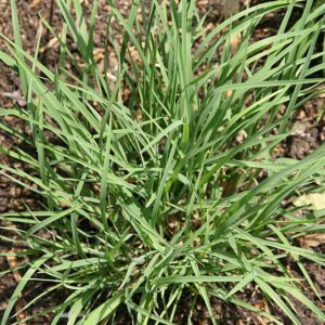 SCHIZACHYRIUM SCOPARIUM, Little Bluestem 10 cu in plug