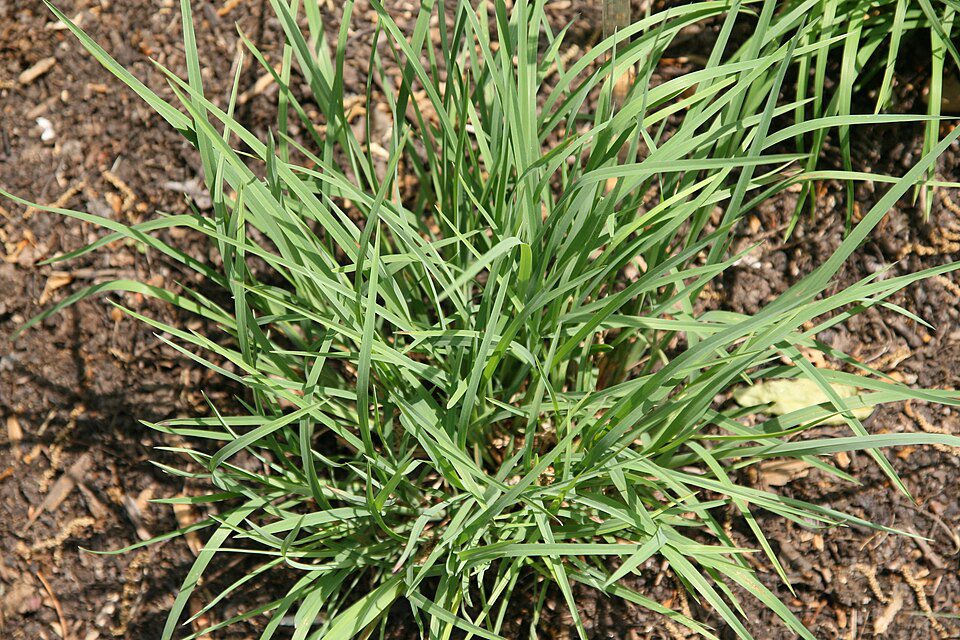 SCHIZACHYRIUM SCOPARIUM, Little Bluestem 10 cu in plug