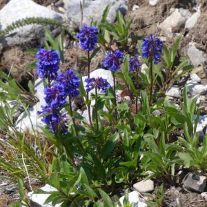 Little Flower Penstemon