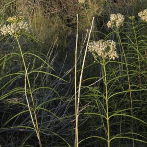 Narrowleaf Milkweed
