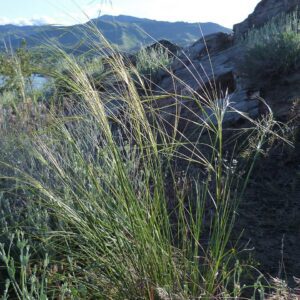 HESPEROSTIPA COMATA, Needle and Thread Grass 10 cubic inch