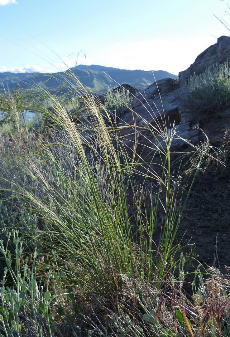 HESPEROSTIPA COMATA, Needle and Thread Grass 10 cubic inch