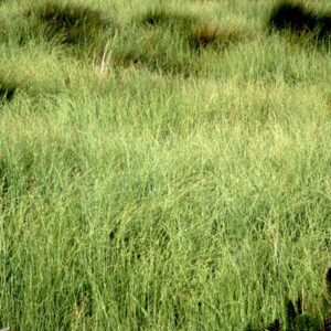 GLYCERIA OCCIDENTALIS, Western Mannagrass 10 cubic inch plug