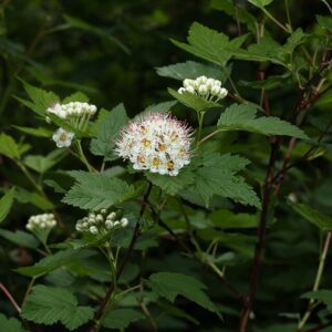 Pacific Ninebark
