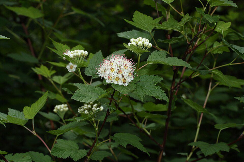 PHYSOCARPUS CAPITATUS, Pacific Ninebark 1 gallon