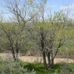 Peachleaf Willow