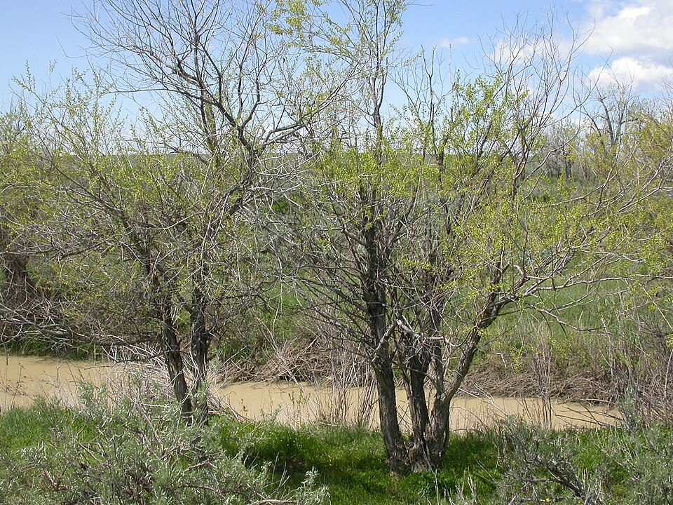 Leafy shrubs and trees beside muddy stream