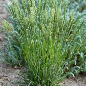 Prairie Junegrass