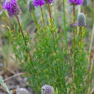 Purple Prairie Clover