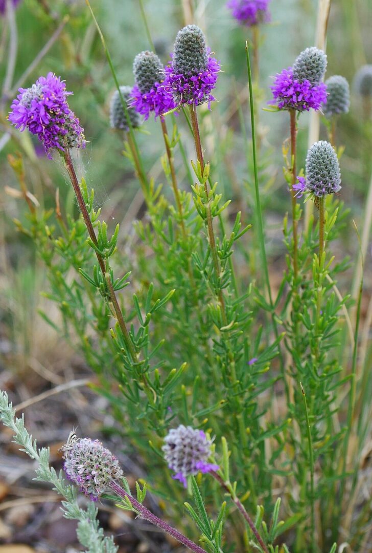 Purple wildflowers in grassy field