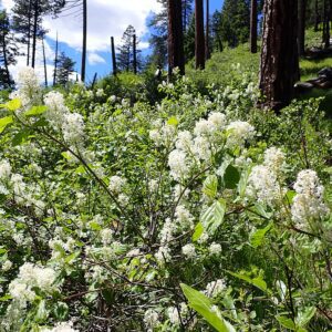 Redstem Ceanothus