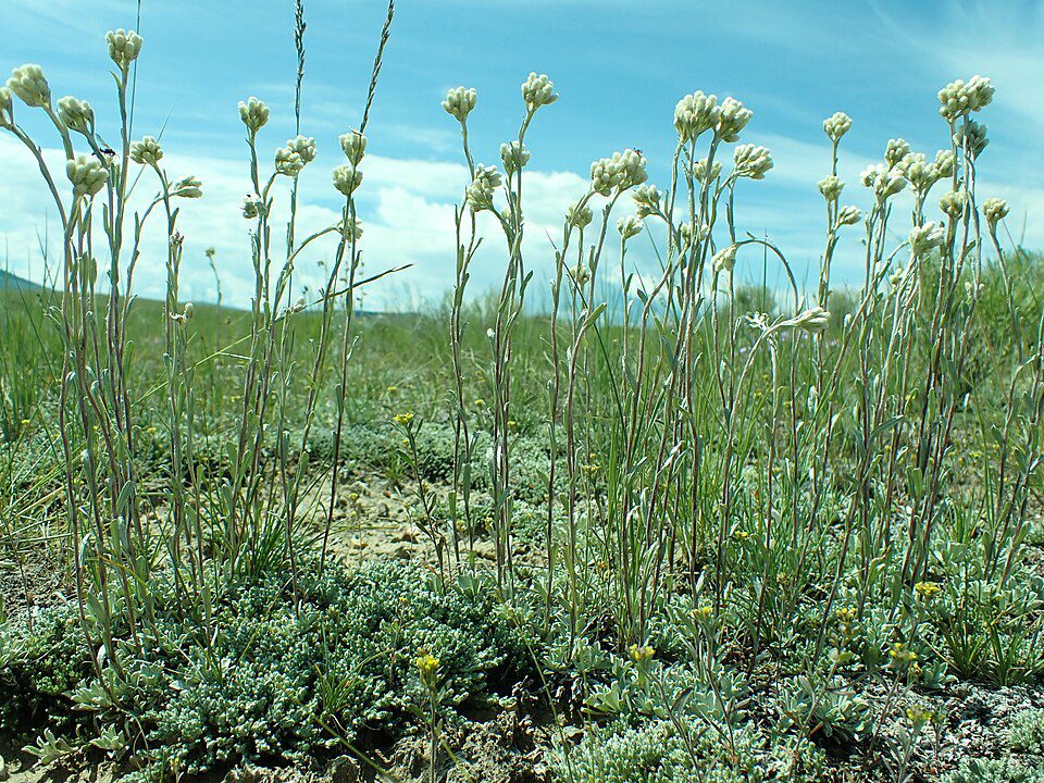 Tall white wildflowers in grassy prairie