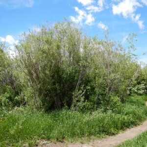 Sandbar Willow