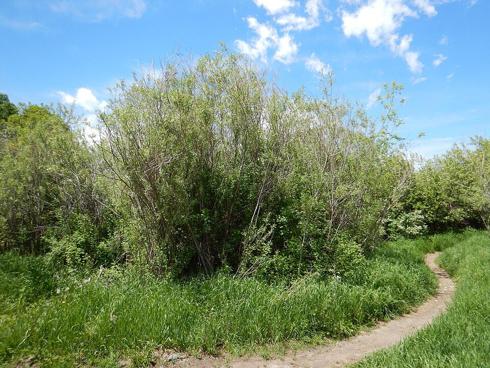 SALIX EXIGUA MELANOPSIS, Sandbar Willow 1 gallon