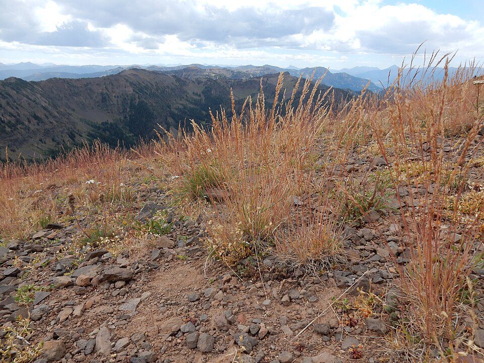 Rocky hillside with dry grasses and mountains