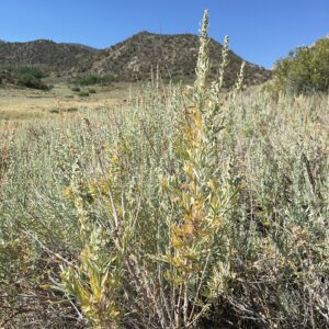 Silver Sage