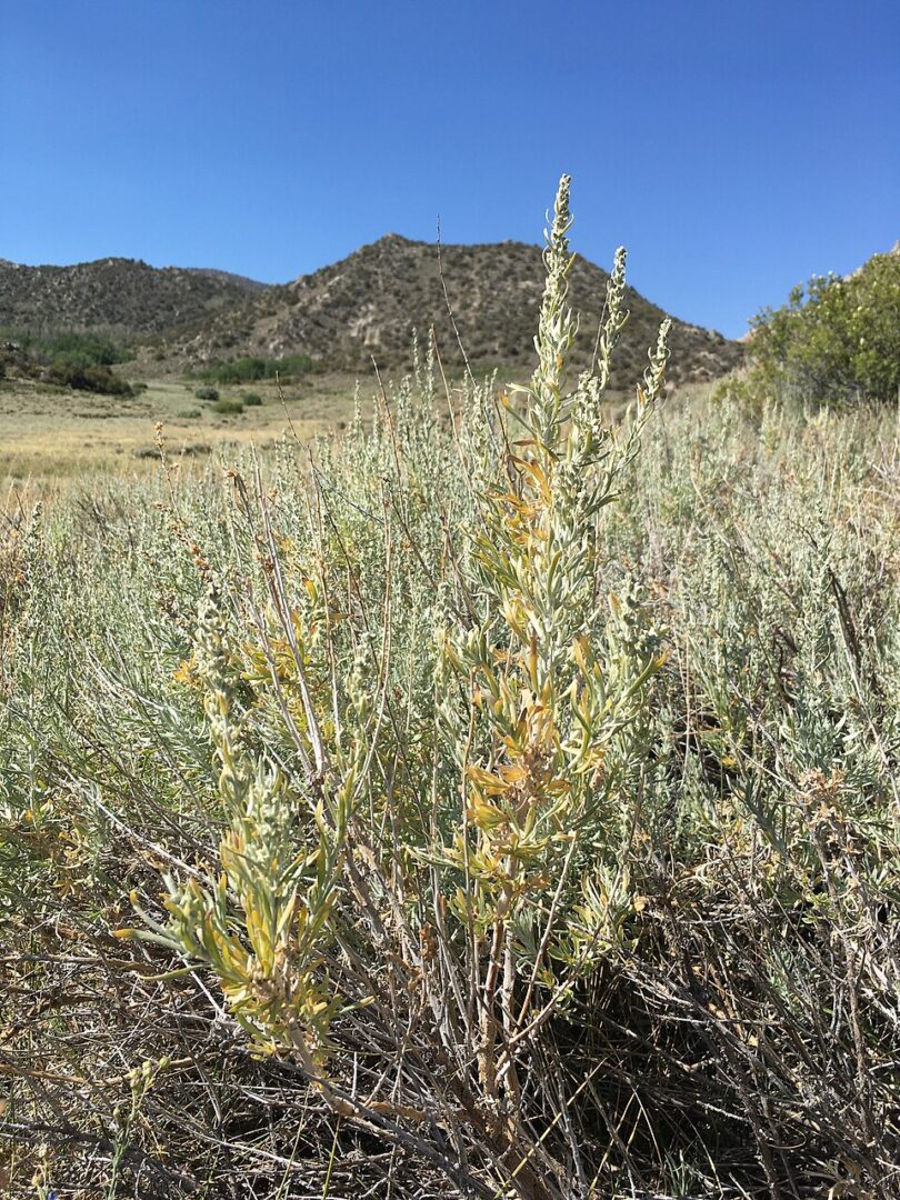 Sagebrush in dry hills under blue sky
