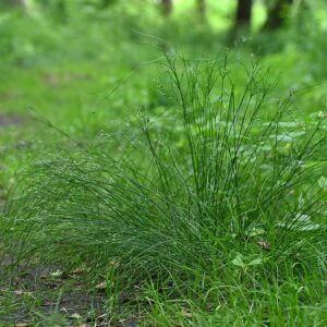 Slender Rush