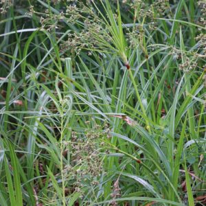 Small-fruited Bulrush