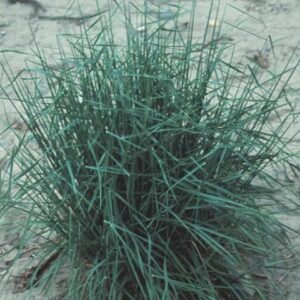 Snake River Wheatgrass