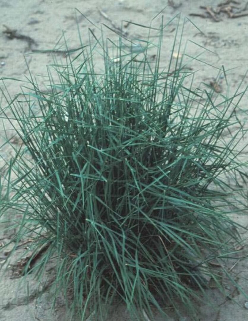 Tuft of green grass on sandy ground