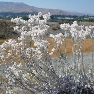 Snow Buckwheat