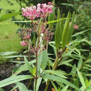Swamp Milkweed