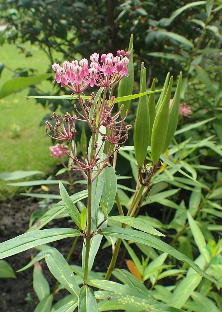 Pink clustered flowers with long narrow green leaves