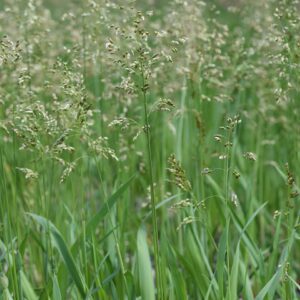 Sweetgrass