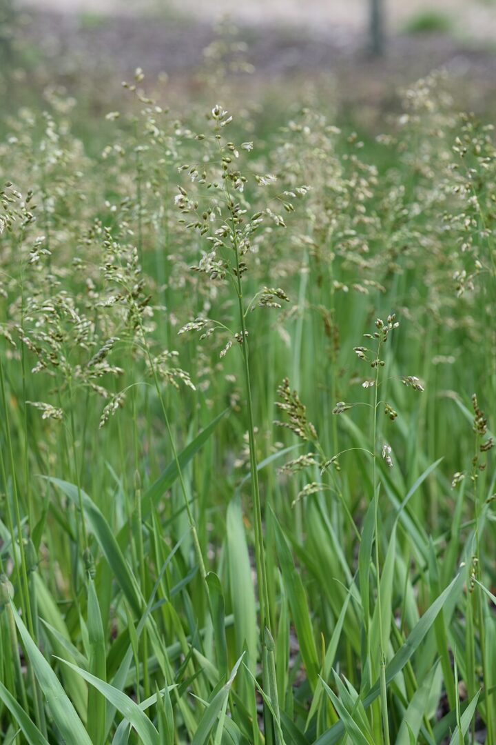 Green grass with delicate seed heads