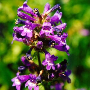 Taperleaf Penstemon