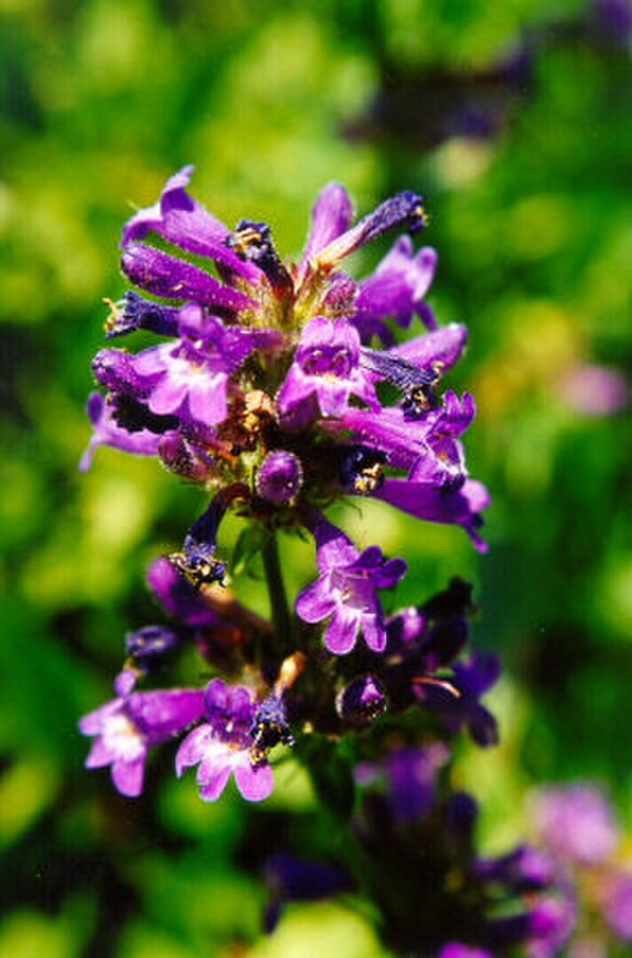 Close-up of purple wildflower cluster