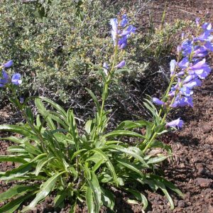 Wasatch Penstemon