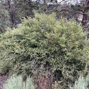 RIBES CEREUM, Wax Currant 10 cubic inch plug