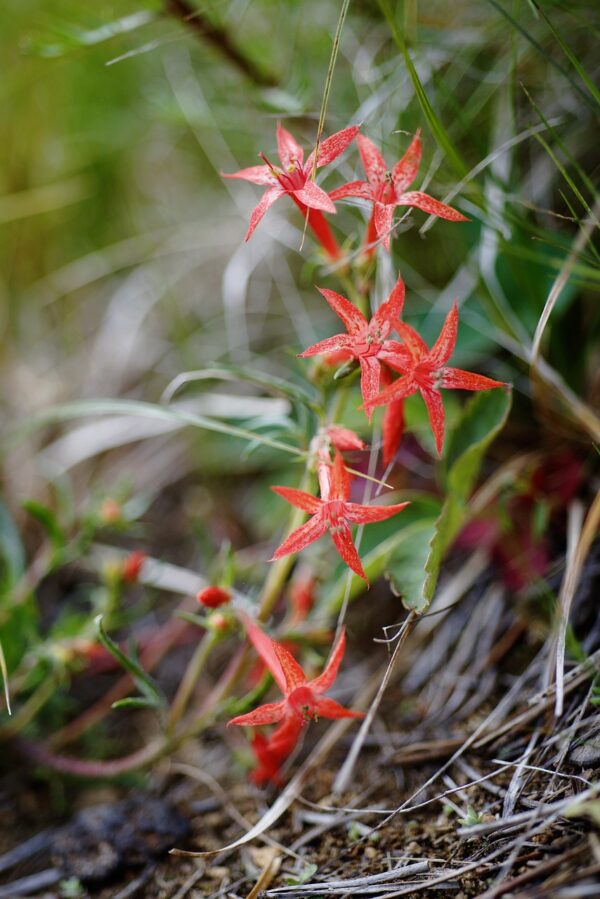 IMOPSIS AGGREGATA,  Scarlet Gilia 10 cu in