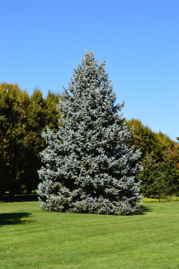 PICEA PUNGENS GLAUCA, Colorado Blue Spruce 8 cubic inch plug