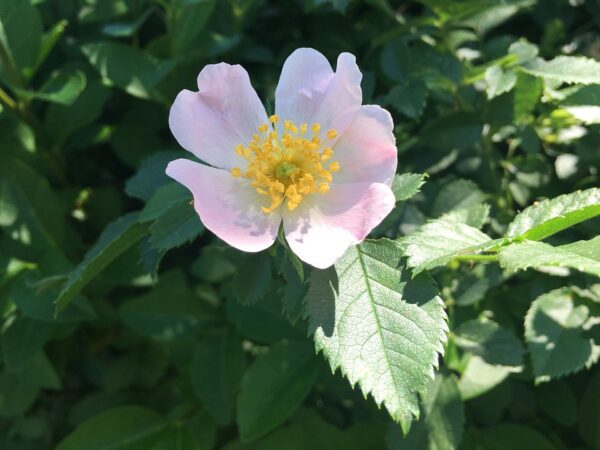 ROSA GYMNOCARPA, Baldhip Rose 1 gallon