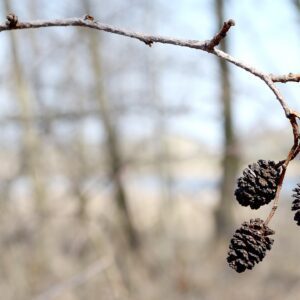 Red Alder