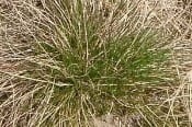 Idaho Fescue